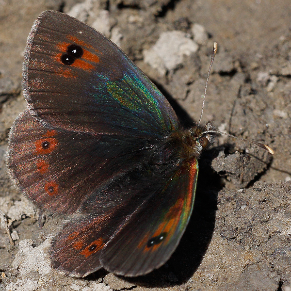 Erebia arvernensis