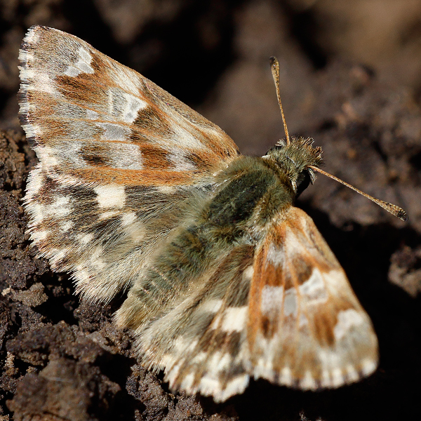 Carcharodus lavatherae