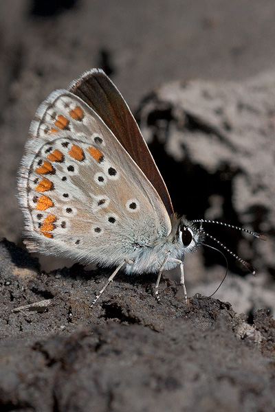 Aricia artaxerxes allous