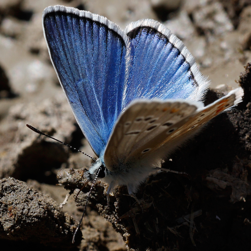 Polyommatus dorylas