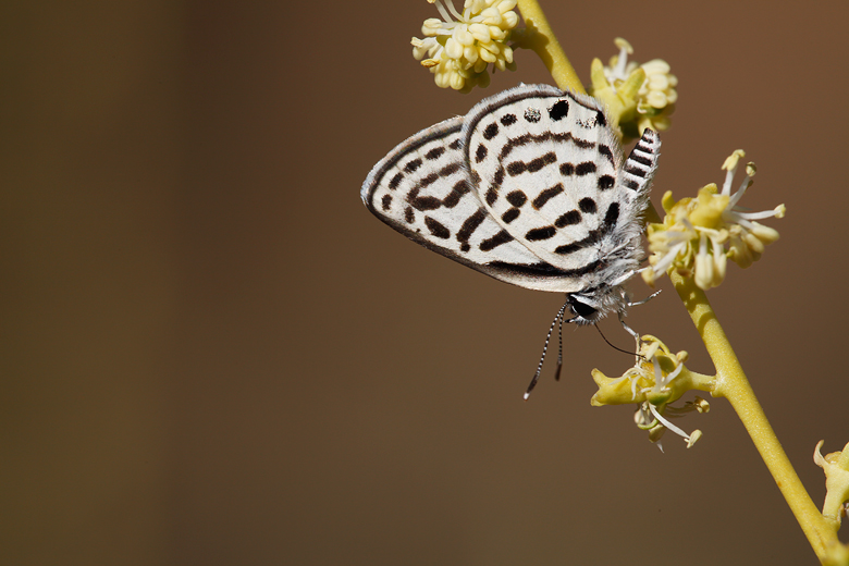 Tarucus rosaceus