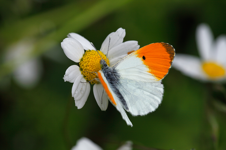 Anthocharis cardamines