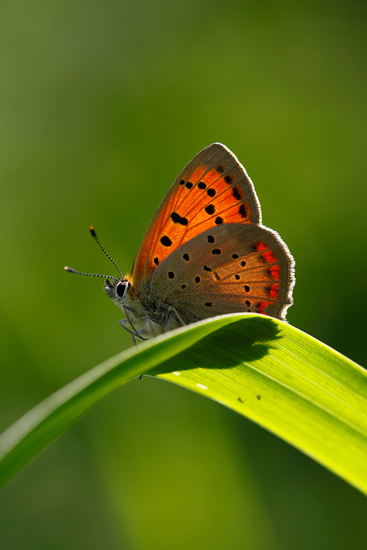 Lycaena ottomana