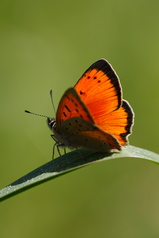 Lycaena ottomana