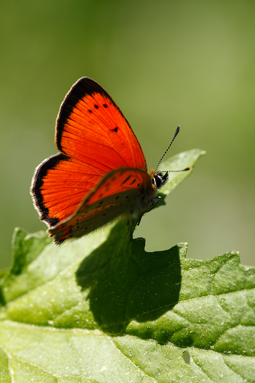 Lycaena ottomana