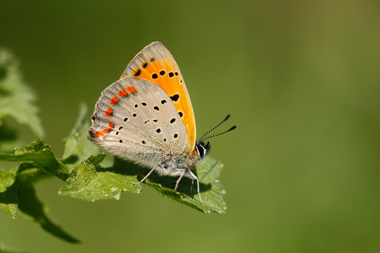 Lycaena ottomana