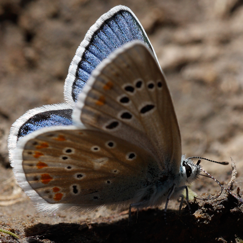 Polyommatus dorylas