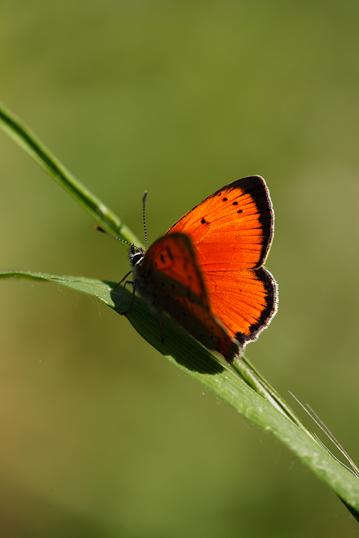 Lycaena ottomana