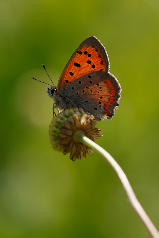 Lycaena ottomana