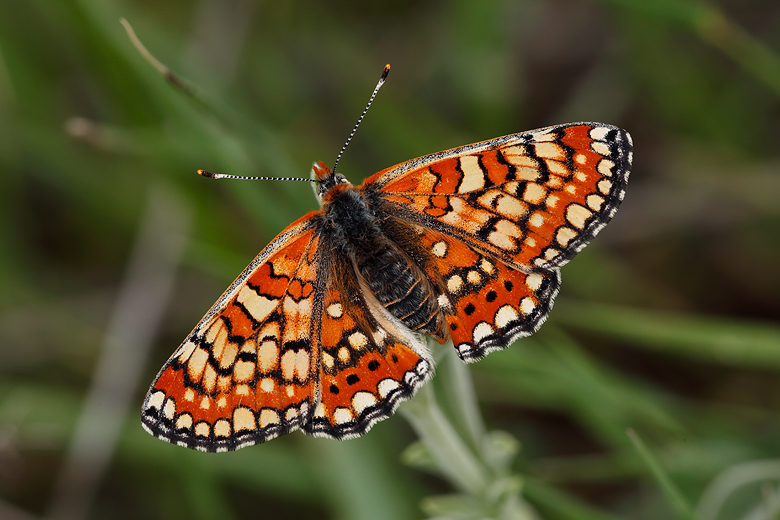 Euphydryas orientalis