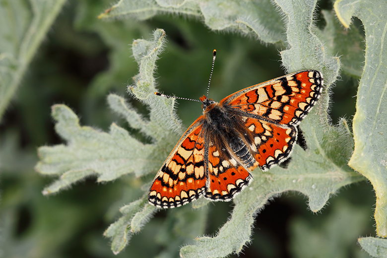 Euphydryas orientalis