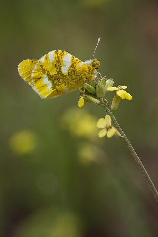 Zegris eupheme (menestho)