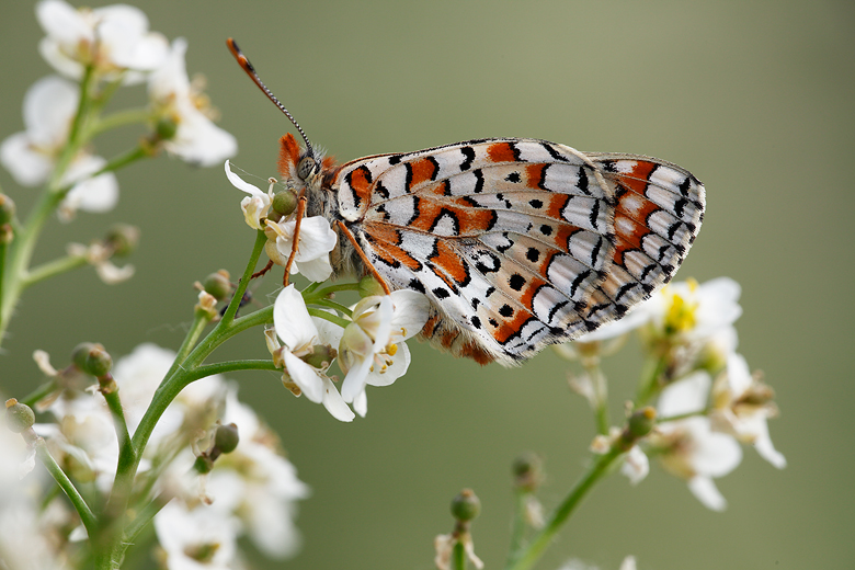 Euphydryas orientalis