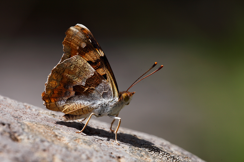 Thaleropis ionia