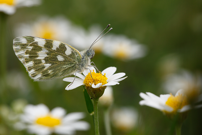 Pontia edusa