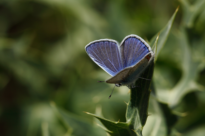 Polyommatus icarus