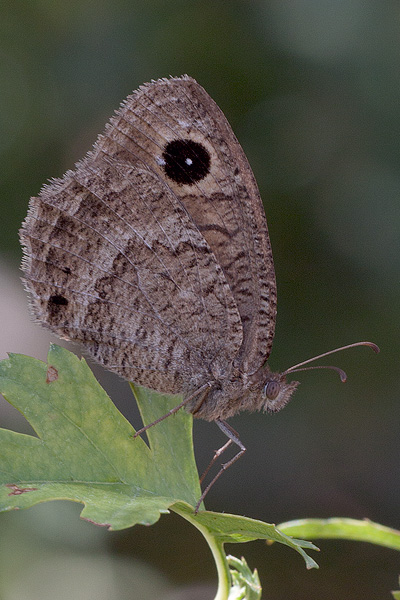 Satyrus actaea