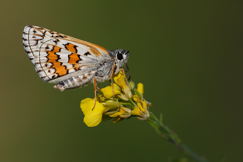 Pyrgus sidae