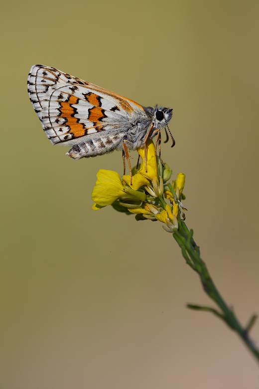 Pyrgus sidae