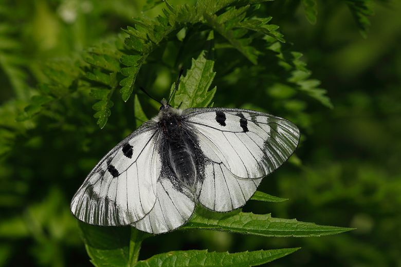 Parnassius mnemosyne