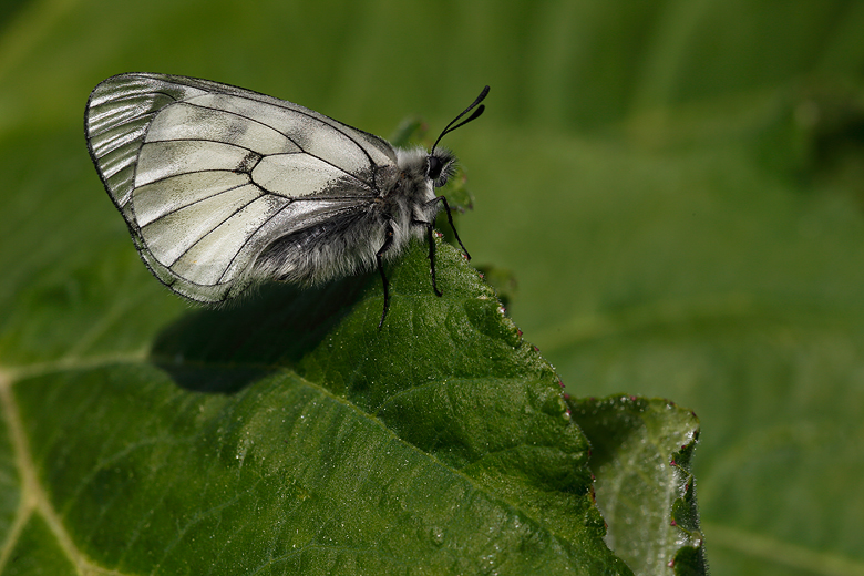 Parnassius mnemosyne