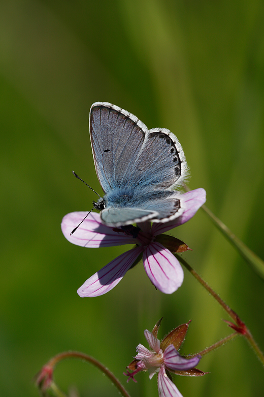 Plebejus anteros