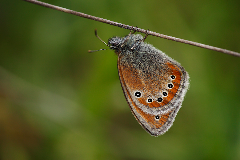 Coenonympha leander