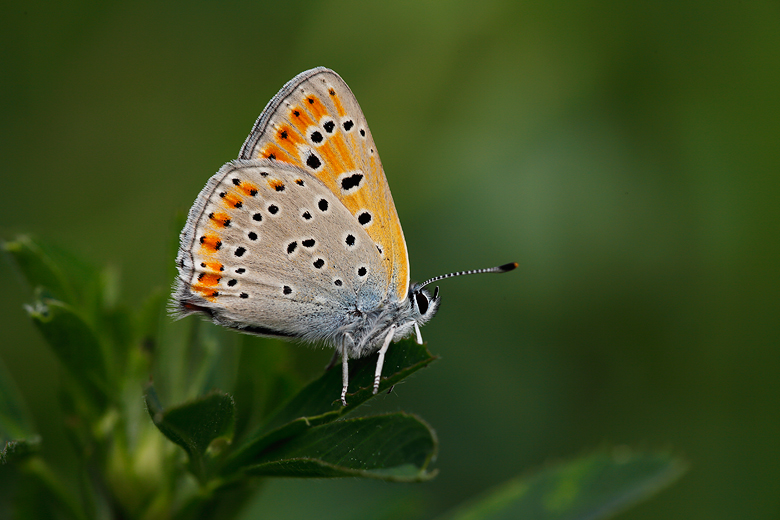 Lycaena thersamon