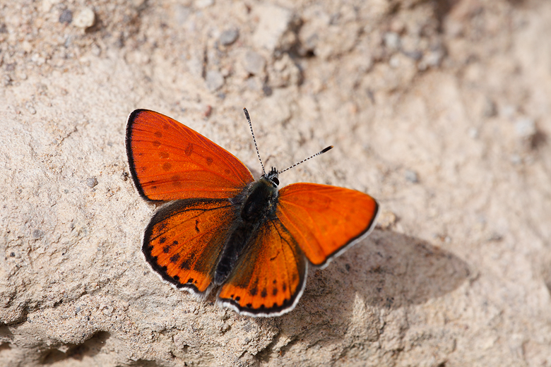 Lycaena thersamon