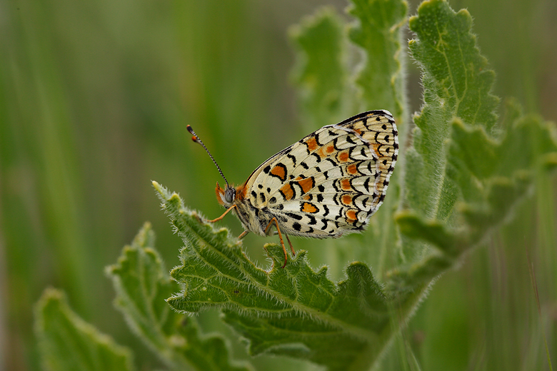 Melitaea phoebe