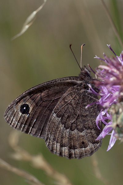 Satyrus actaea