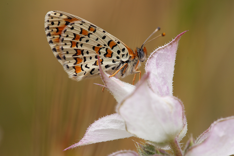 Melitaea trivia