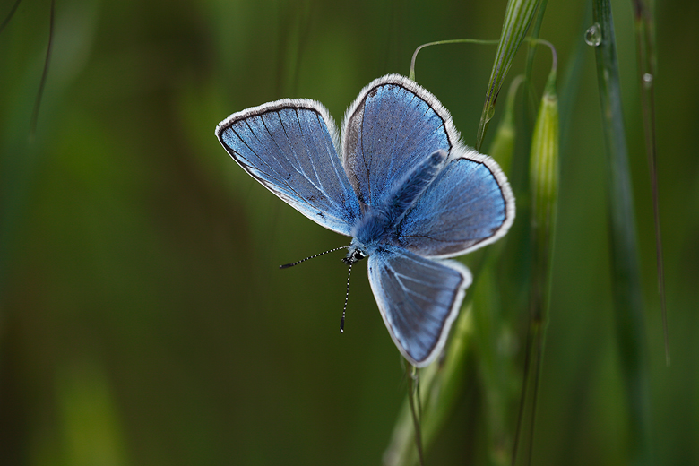 Polyommatus amandus