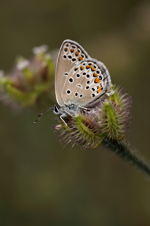 Plebejus pylaon sephirus