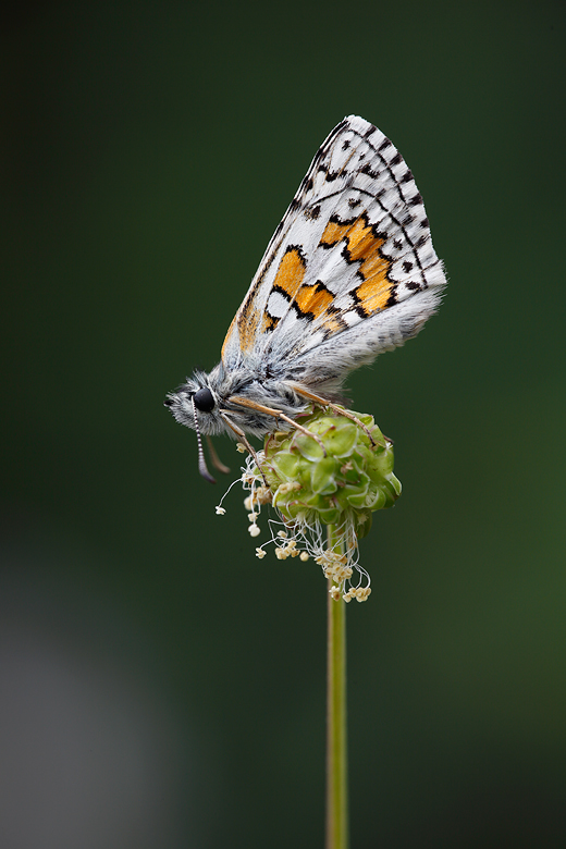 Pyrgus sidae