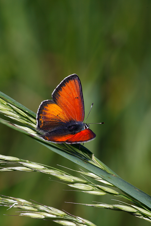 Lycaena hippothoe