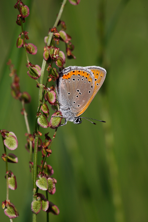 Lycaena hippothoe