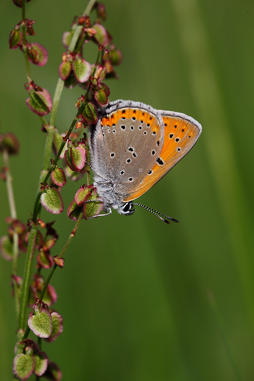 Lycaena hippothoe