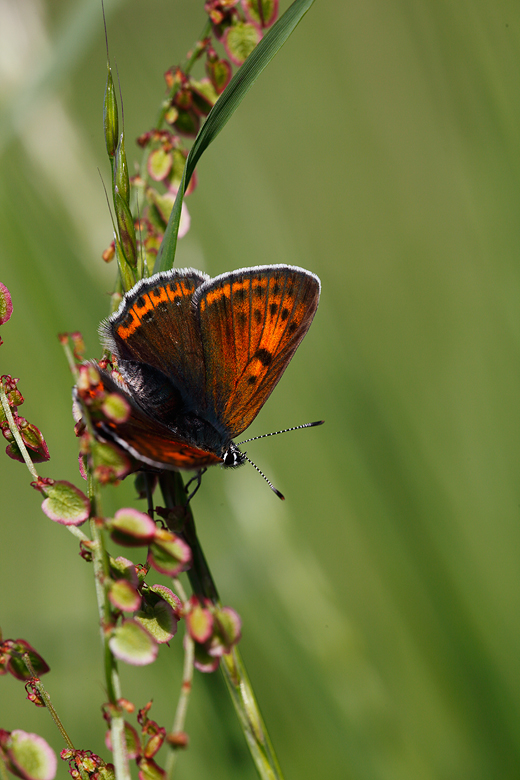 Lycaena hippothoe