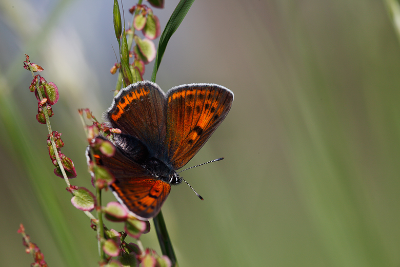 Lycaena hippothoe