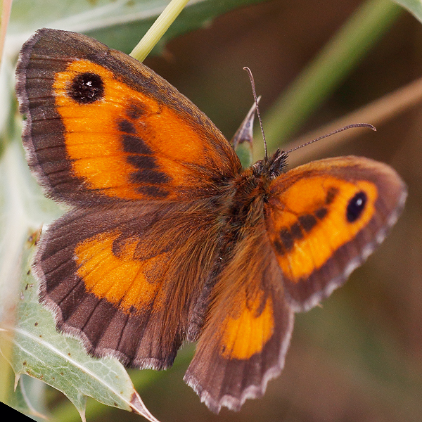 Pyronia tithonus