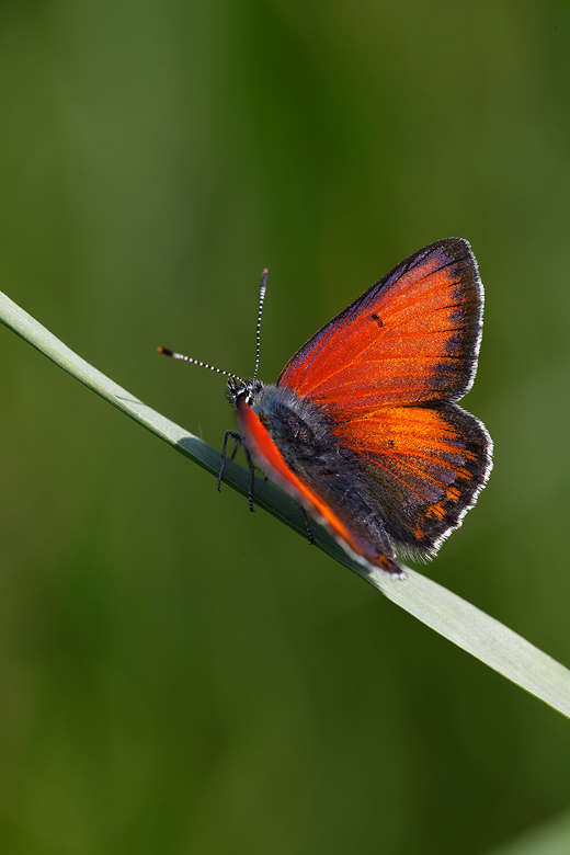 Lycaena hippothoe