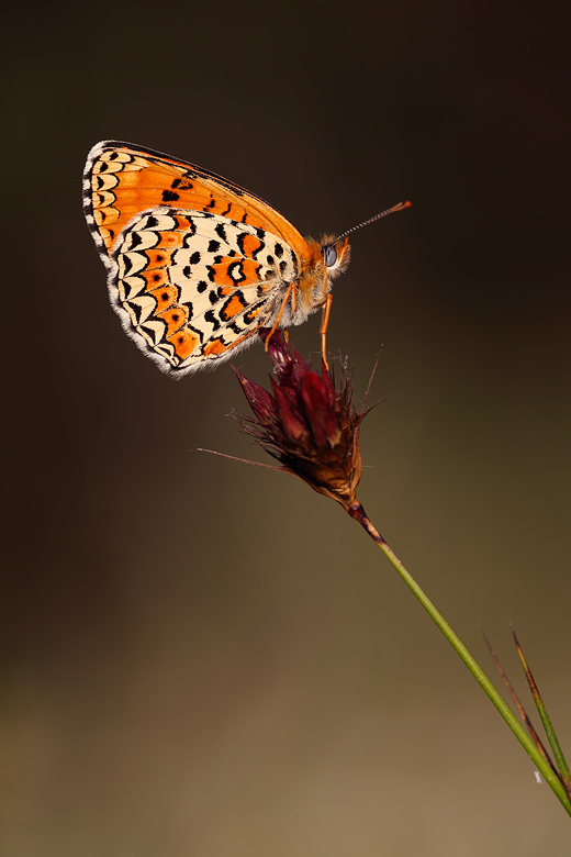 Melitaea arduinna