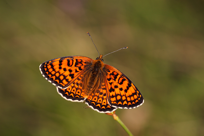 Melitaea arduinna