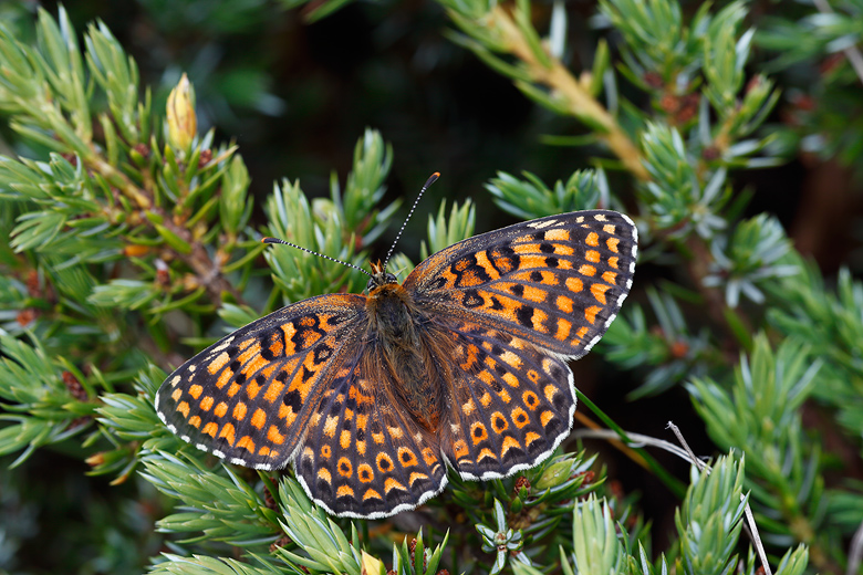 Melitaea arduinna