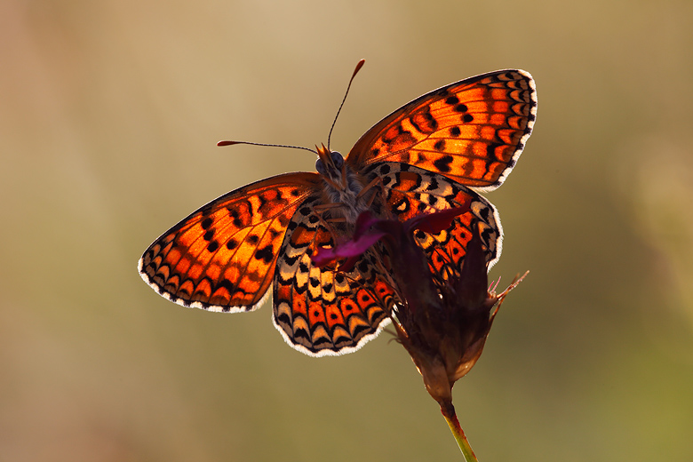 Melitaea arduinna