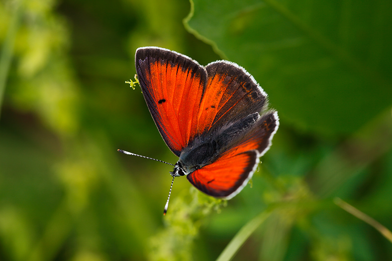 Lycaena candens