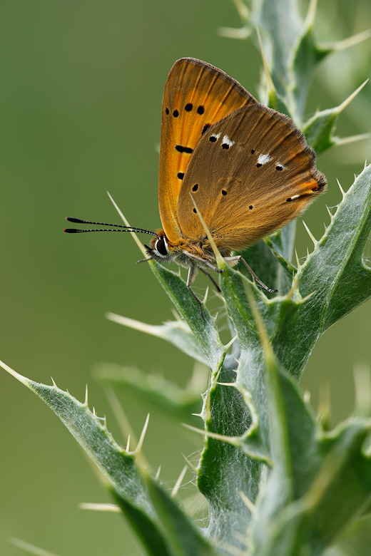 Lycaena virgaureae