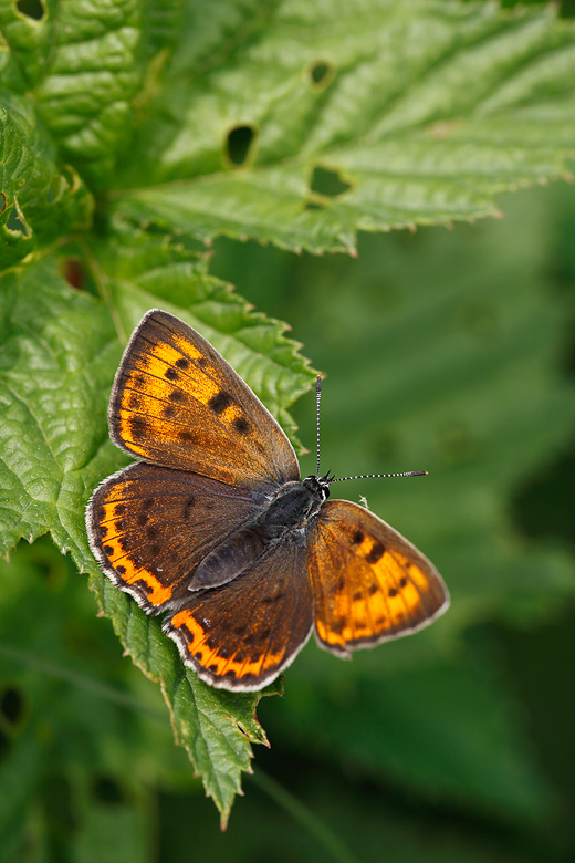 Lycaena alciphron (melibaeus)