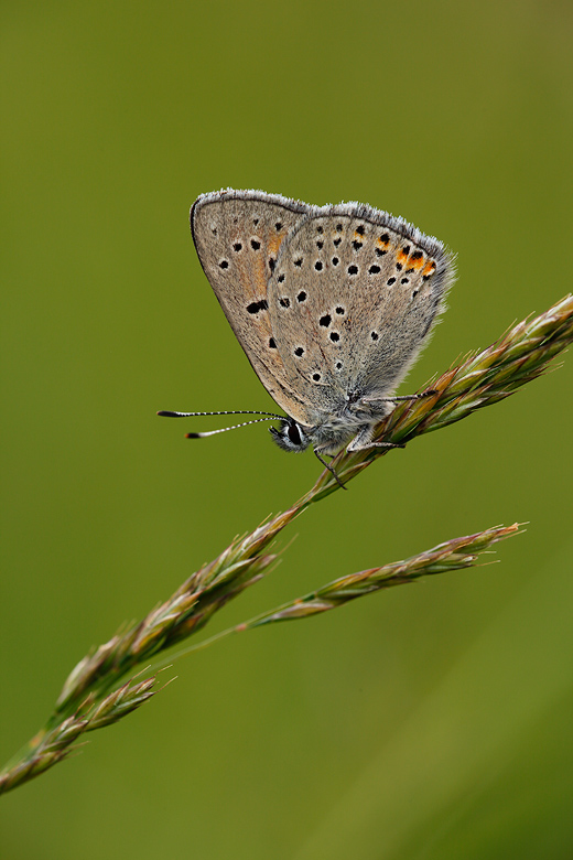 Lycaena candens